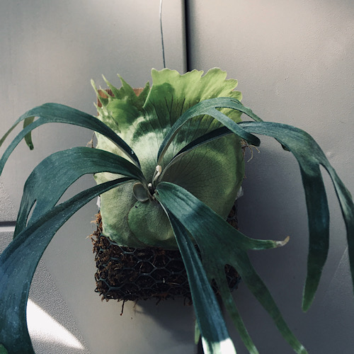 Platycerium willinckii cv Mount Lewis for sale